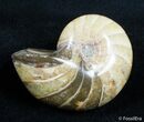 Inch Nautilus fossil from Madagascar #2764-2